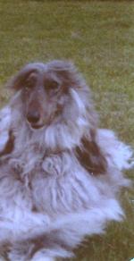 Thumbnail of Tully's Kha Zach Of Lady Kaye