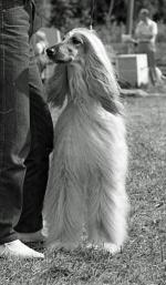 Thumbnail of Ismails Tabriz