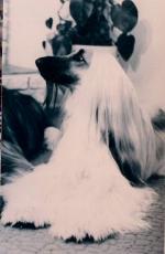 Thumbnail of Thunder Bay's Sheeba