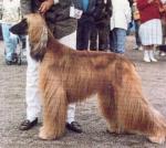 Thumbnail of Karez Kelid Van Het Martinihaim