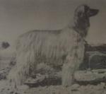 Thumbnail of Tamerlane of Charikar