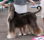 Thumbnail of El Gang Zhadore Dior