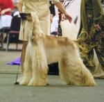 Thumbnail of Pahlavi Ain't No Other