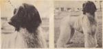 Thumbnail of Taejakebah The Apache