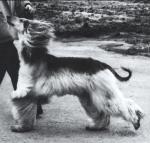 Thumbnail of T'Bob's Foxy Mister