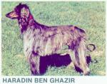 Thumbnail of Haraddin Ben Ghazir