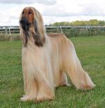 Thumbnail of Shimalma Mercurial Magic