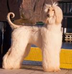 Thumbnail of Xzotika's Provokateur n' Mocean