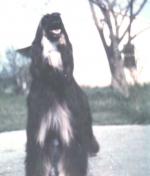 Thumbnail of Kashmiri's Rillah