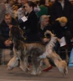 Thumbnail of Kaisar Del Ahsen