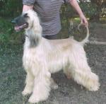 Thumbnail of Shahadi's Kandahar Mahadi