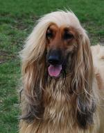 Thumbnail of Vechnost Gosudar Volshebnogo Mira