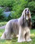 Thumbnail of May Diamant Ot Iv Zaraut