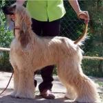 Thumbnail of Vechnost Make Believe