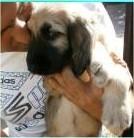 Thumbnail of Vechnost Diana Fate To Be Queen