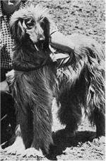 Thumbnail of Kamile Tehra El Khani