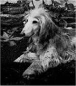 Thumbnail of Vaz's Grey Gregor