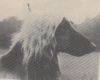 Thumbnail of Well-Dun Dhar-Shaun