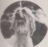 Thumbnail of Shireff