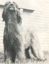 Thumbnail of Shebara of Glencon