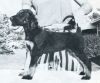 Thumbnail of Sukkera's Sam Spade