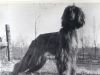 Thumbnail of Continental Maharishi Karil