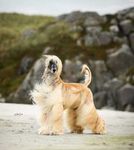 Thumbnail of Elsto Ali Reza