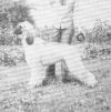 Thumbnail of Abashagh Mr Bojangles