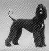 Thumbnail of Red Rock Great Dane