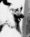 Thumbnail of High Life Cutlass Of Camri