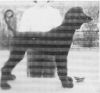 Thumbnail of Holly Hill Eclipse