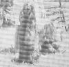 Thumbnail of Gold Coast Brass Spangle