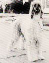 Thumbnail of Sheer Khan of Scheherezade