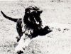 Thumbnail of Atajo's Sparkplug