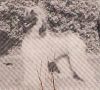 Thumbnail of Saah'n Dhy Of Sesame