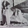 Thumbnail of Scharlau Delilah Of Kamara