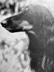 Thumbnail of Koolaba Horningsea Eboni Earl