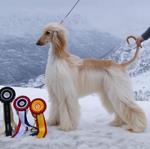 Thumbnail of Wingardium Leviosa