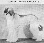 Thumbnail of Mazuri Shems-Bacchante