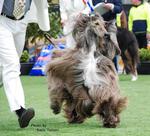 Thumbnail of Karakush In Champagne