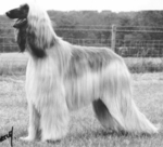 Thumbnail of Mandrill's Myltha Izmar Tragband