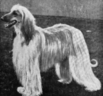 Thumbnail of Cleopatra Of Khorrassan