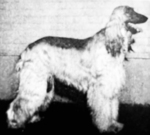 Thumbnail of Kalbikhan Ravi
