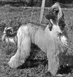 Thumbnail of Mazari Of Carloway