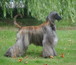 Thumbnail of Vendi Mar Amber Flying Angel