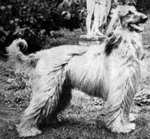 Thumbnail of Yussef Of Carloway