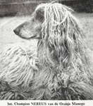 Thumbnail of Nereus van de Oranje Manege