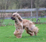 Thumbnail of Sitana Patiala Of Syrdarya