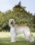 Thumbnail of Princess Chloe del Gran Pamir