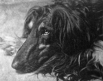 Thumbnail of Rifka's Tarquin Of Carloway